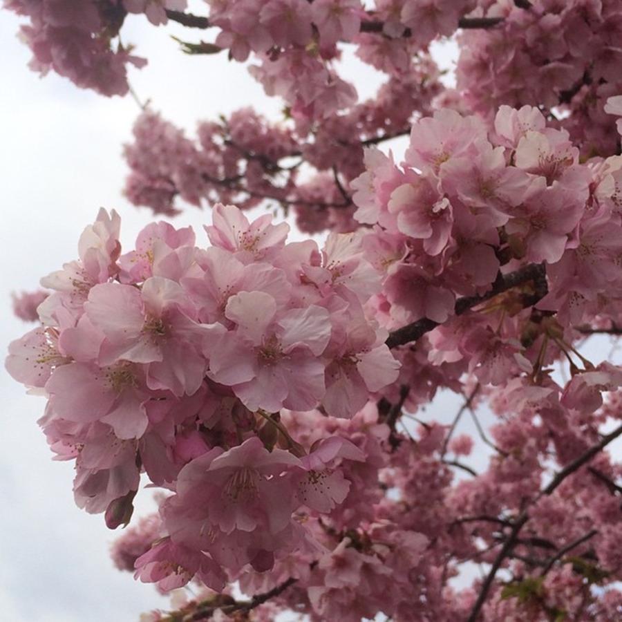 Cherryblossoms Photograph - Sakura by Jun A