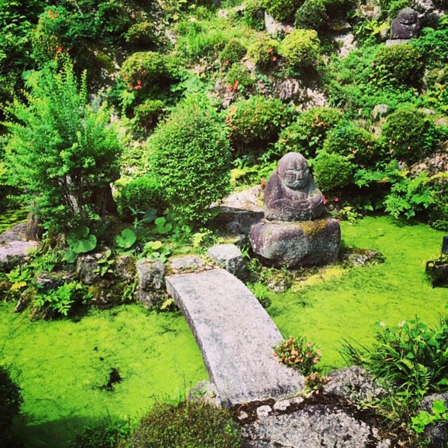 座禅の庭 池 水草一面 Photograph By Soju Seki