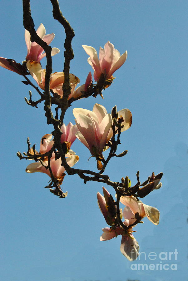  Pink Dogwood Branches Photograph by Jacqueline M Lewis