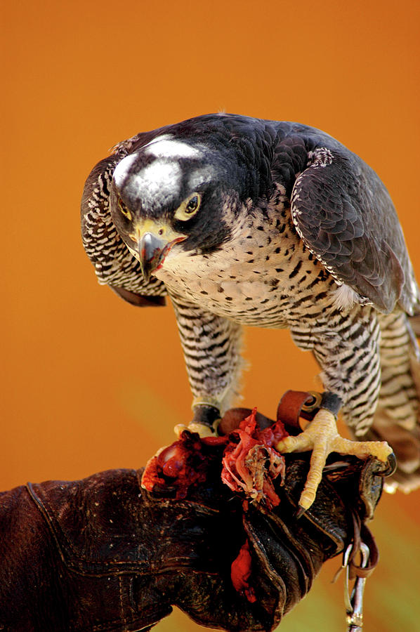 Peregrine Falcon #1 Photograph by LeeAnn McLaneGoetz McLaneGoetzStudioLLCcom