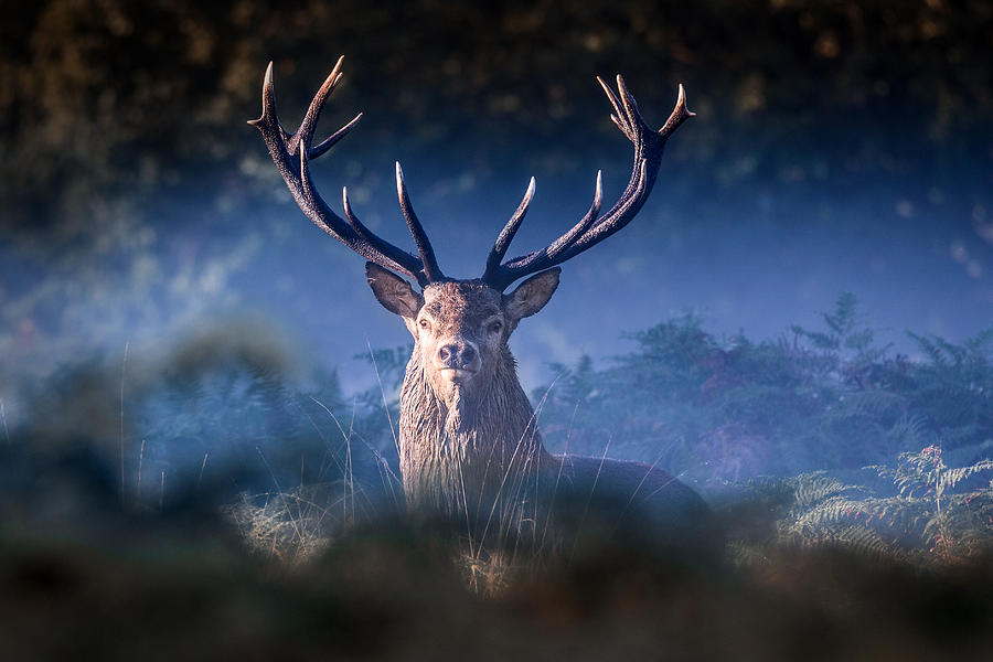 Deer Photograph -  Red Deer Stag #1 by Ian Hufton