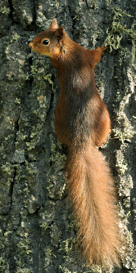  Red Squirrel  #1 Photograph by Gavin Macrae