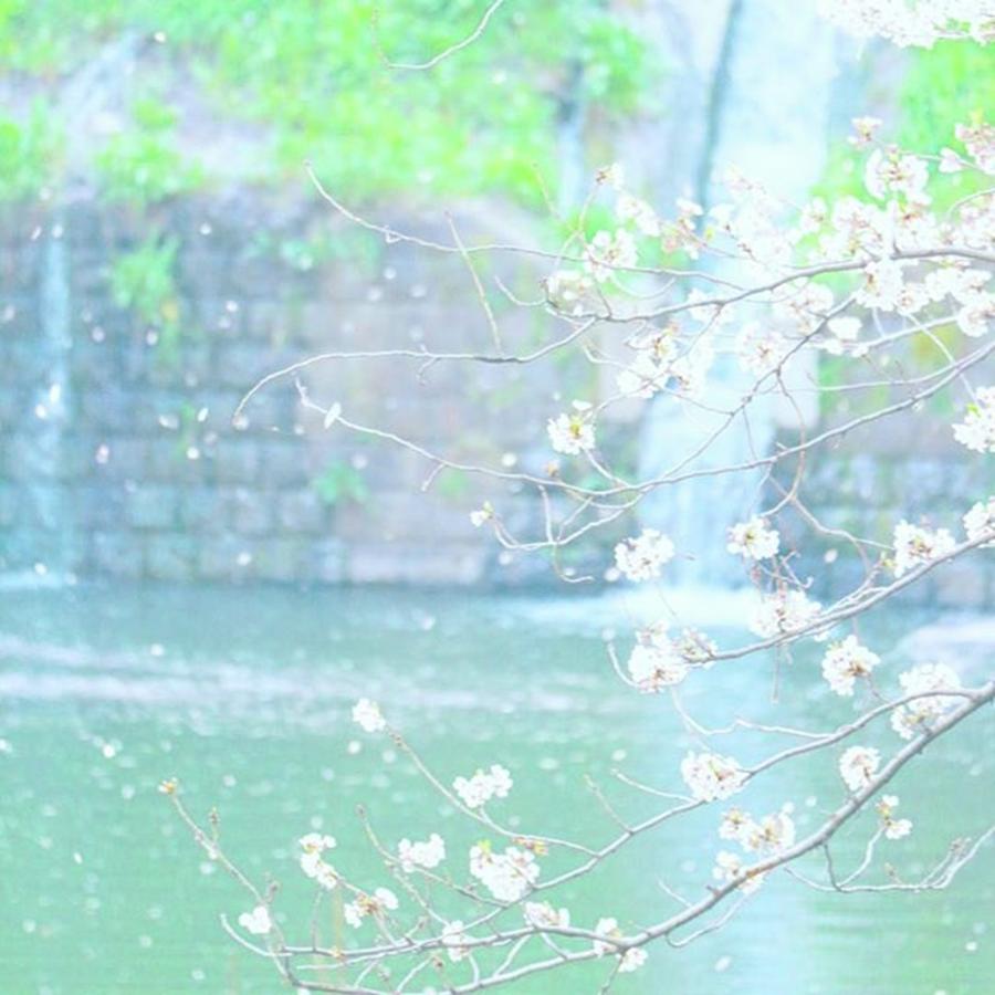 Spring Photograph - #桜 #sakura #cherryblossom #春 #1 by Tomomi Kobayashi