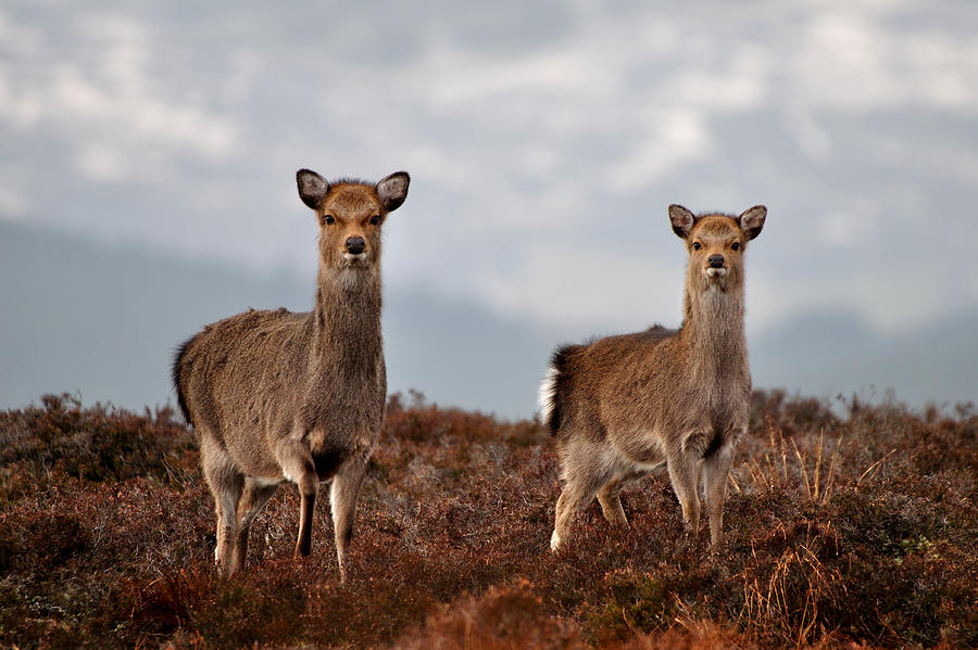  Sika Deer #1 Photograph by Gavin Macrae