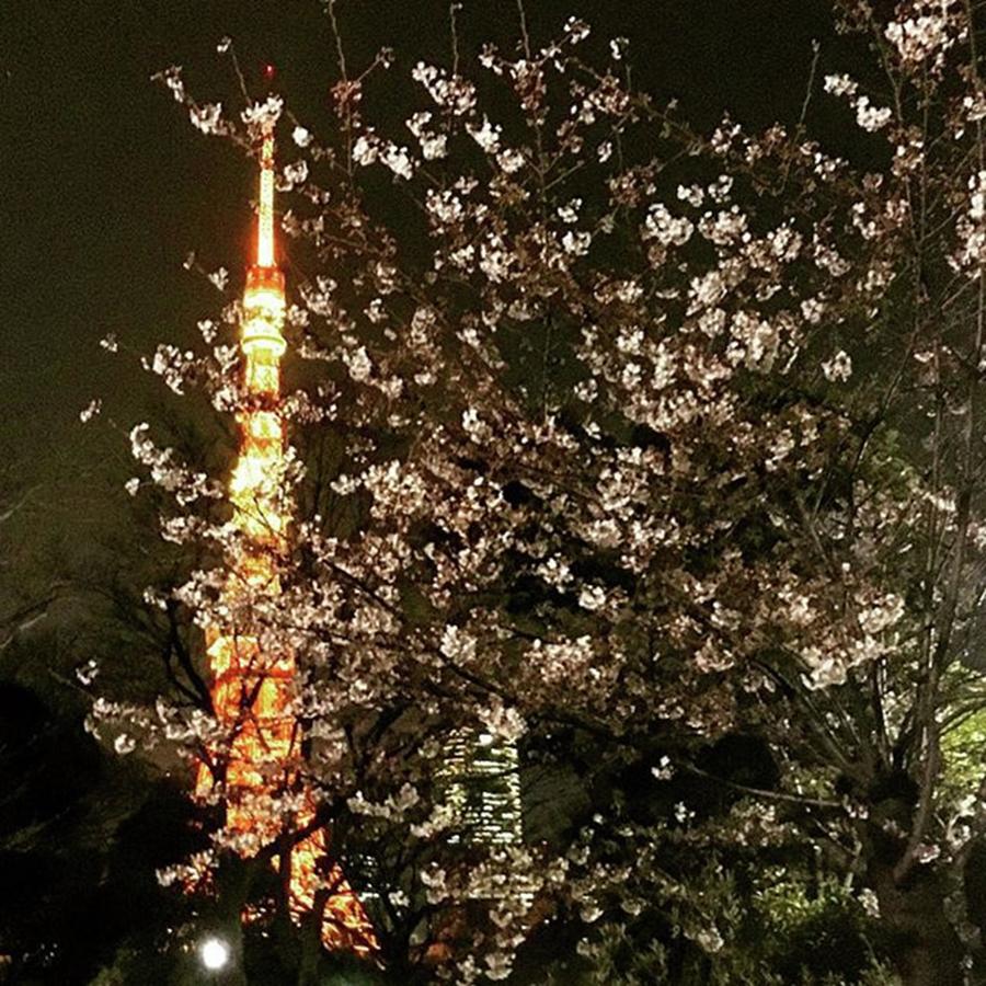 Cherryblossoms Photograph - #東京タワー #tokyotower #桜 #1 by Tomomi Kobayashi