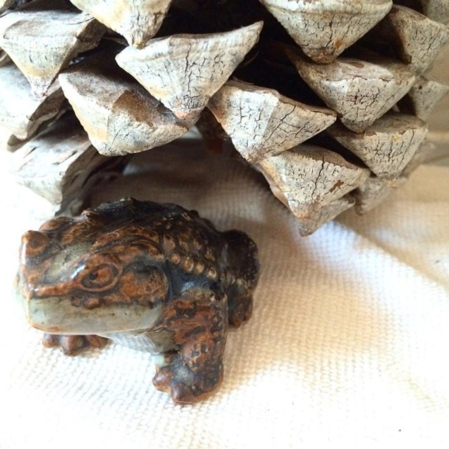 Vintage Photograph - Frog and Pine Cone by Yoko N