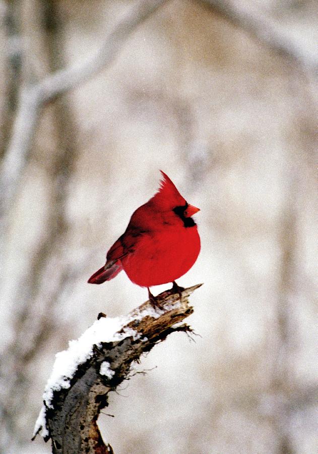 Cardinal Photograph - 080806-26 #1 by Mike Davis