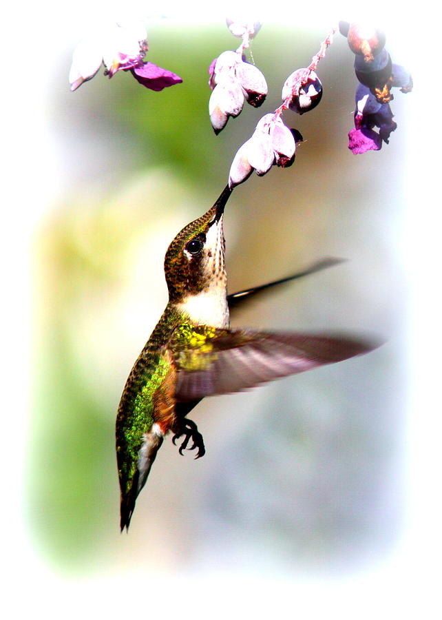 102717 -ruby-throated Hummingbird Photograph