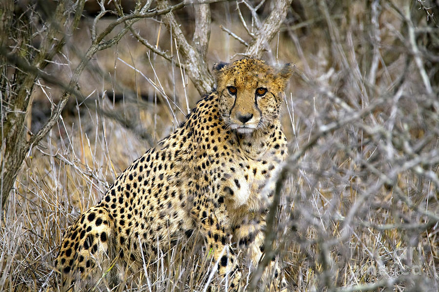 Wildlife Photograph - 1102 Cheetah by Steve Sturgill