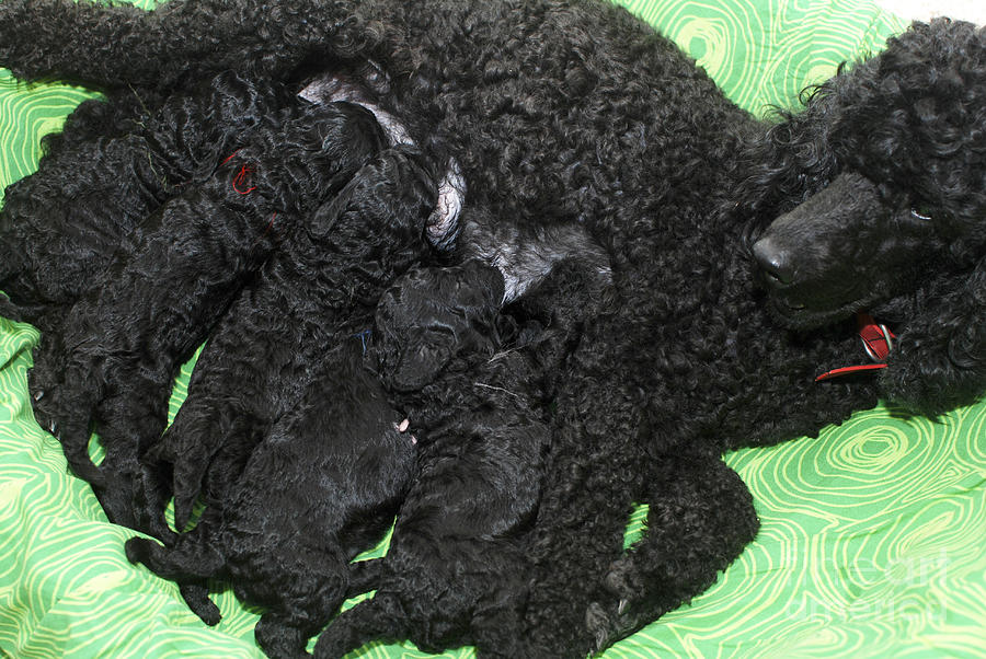 12 Day Old Poodle Puppies Photograph by Amir Paz