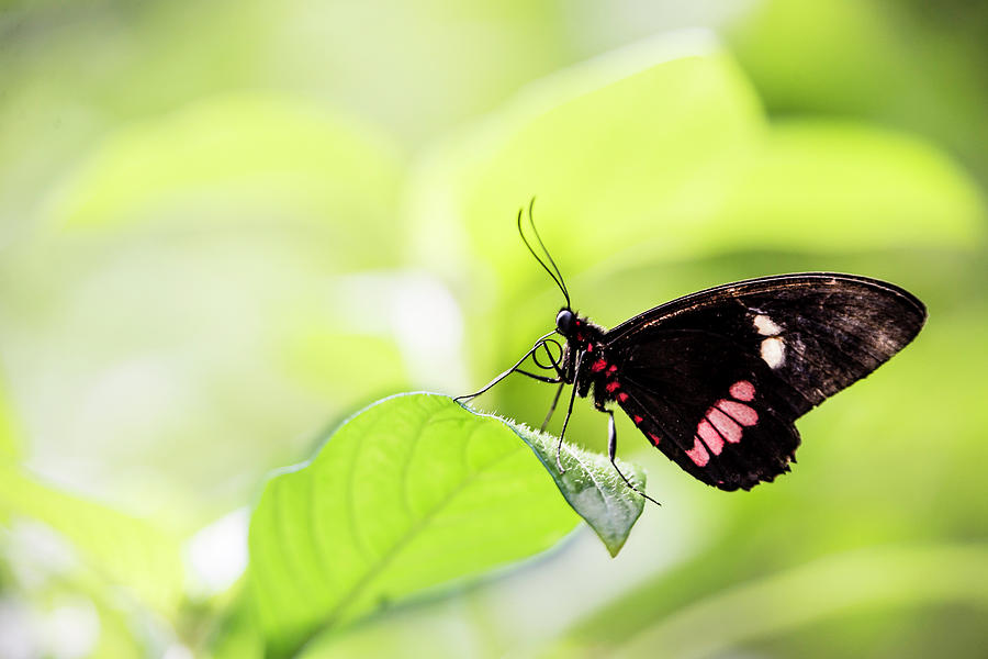 Butterfly Photograph - 1498 by Teresa Blanton