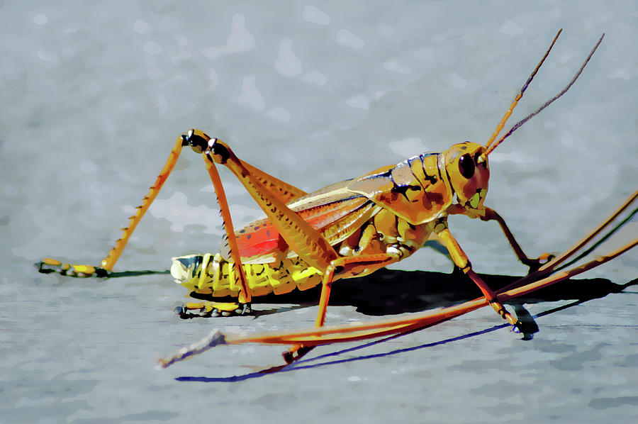 15- Lubber Grasshopper Digital Art by Joseph Keane