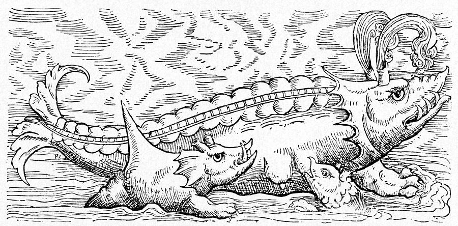 Whale Photograph - 16th Century German Woodcut Print by Cci Archives
