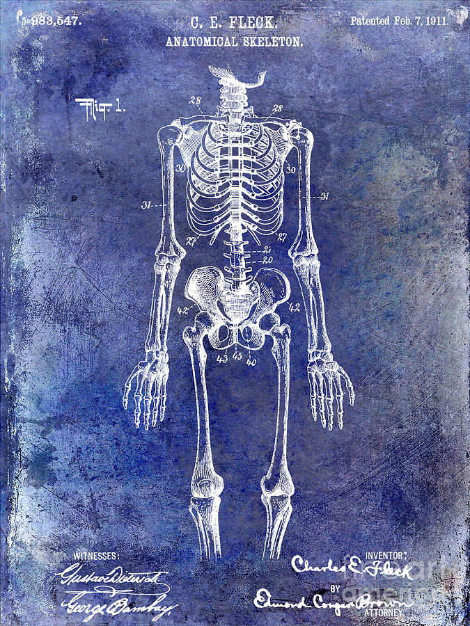 Skeleton Photograph - 1911 Anatomical Skeleton Patent Blue by Jon Neidert