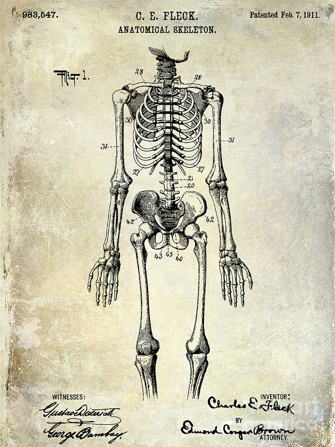 Skeleton Photograph - 1911 Anatomical Skeleton Patent by Jon Neidert