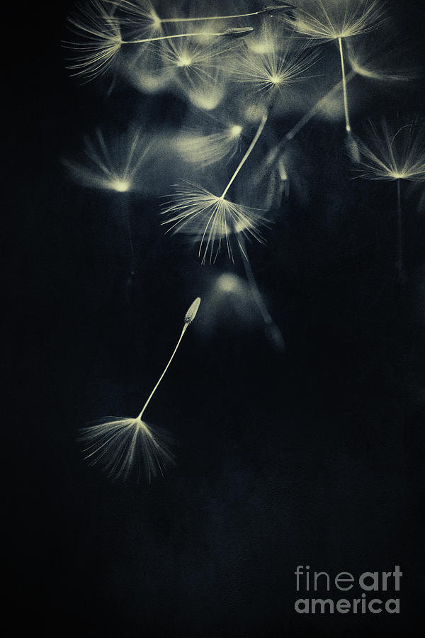 Whispers in the dark Photograph by Priska Wettstein