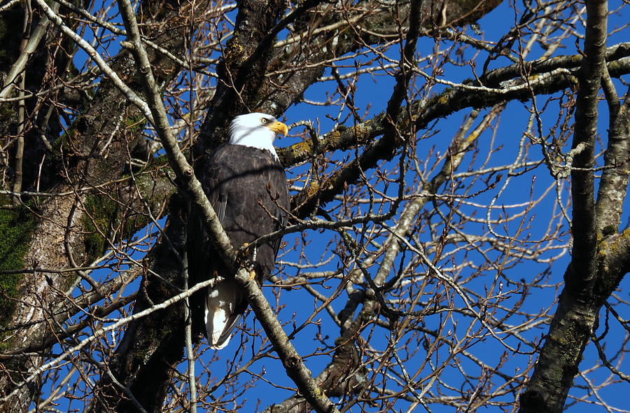 Eagles Photograph - 27-11-15 by Darrell MacIver Eagles Photograph - 27-11-15 by Darrell MacIver