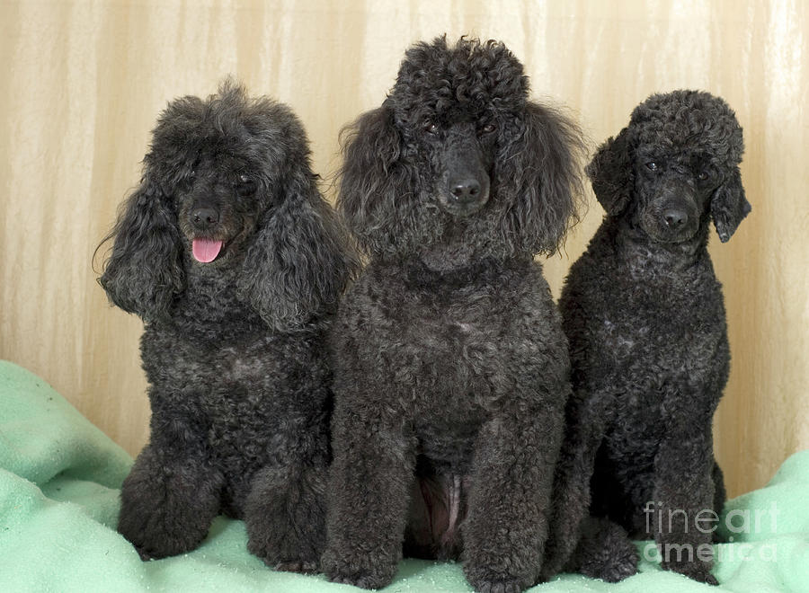 3 Black Miniature Poodles #1 Photograph by Amir Paz