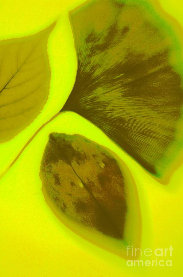 Yellow Photograph - 3 Leaves Series by Tamarra Tamarra Yellow Photograph - 3 Leaves Series by Tamarra Tamarra