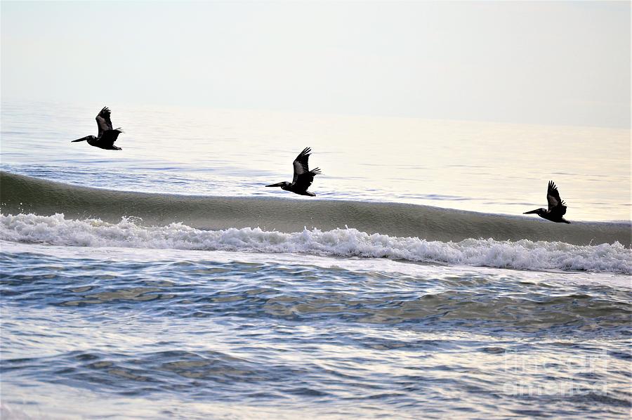 Bird Photograph - 3 Pelicans #1 by Brigitte Emme