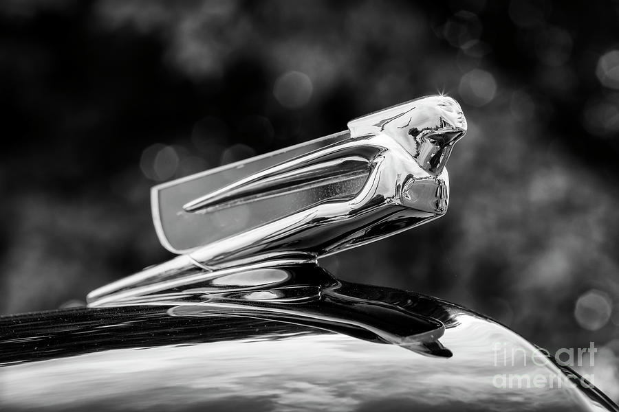 40 Cadi #1 Photograph by Dennis Hedberg