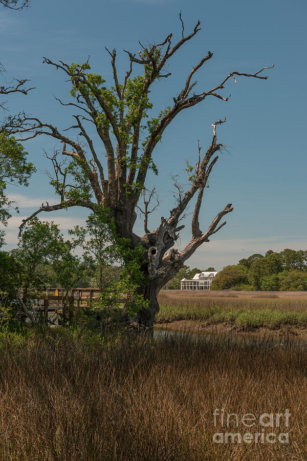 Daniel Island Mystic Marsh Tree Photograph by Dale Powell