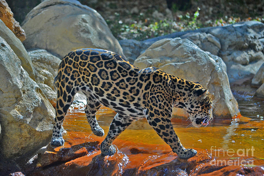 44- Jaguar Photograph by Joseph Keane