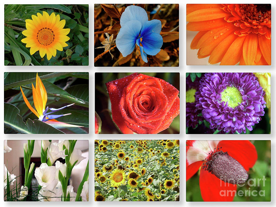 9 Image Collage Of Flowers Photograph by Tomi Junger