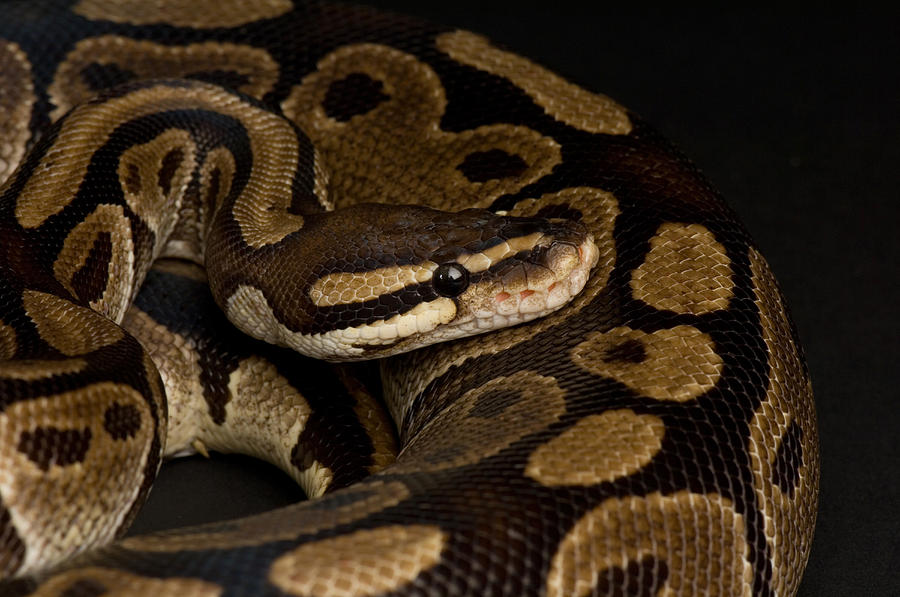 A Ball Python Python Regius Photograph by Joel Sartore