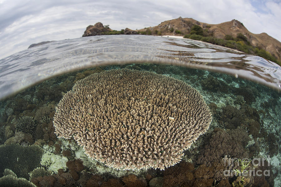 A Beautiful Reef Grows In Komodo #1 Photograph by Ethan Daniels