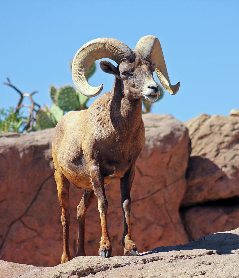 A Bighorn Sheep Ram Portrait, Ovis canadensis #1 Photograph by Derrick ...