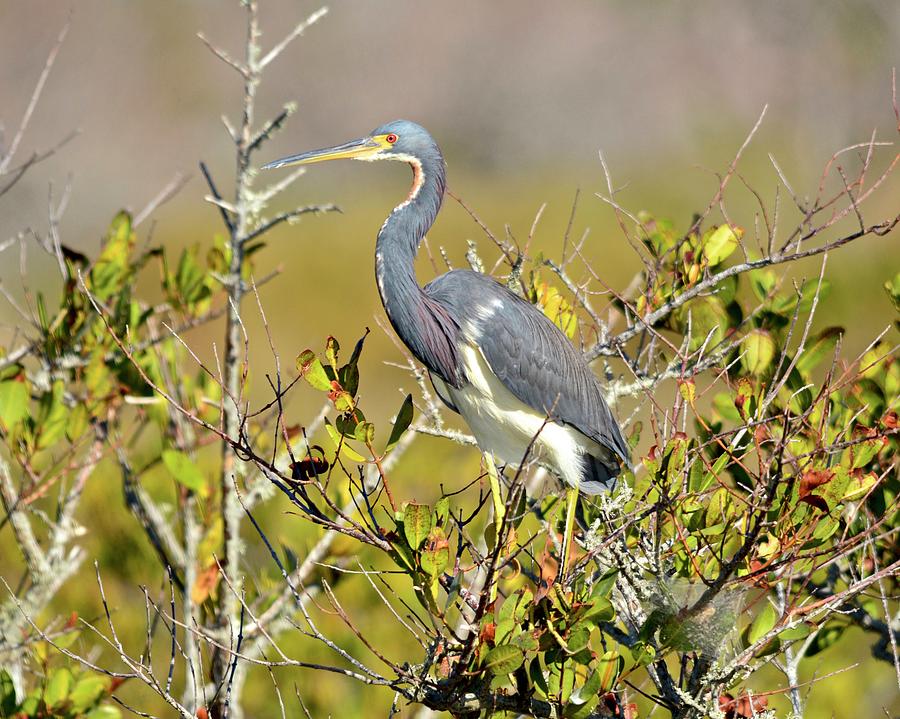 Heron Photograph - A Bird In The Bush #1 by Carol Bradley
