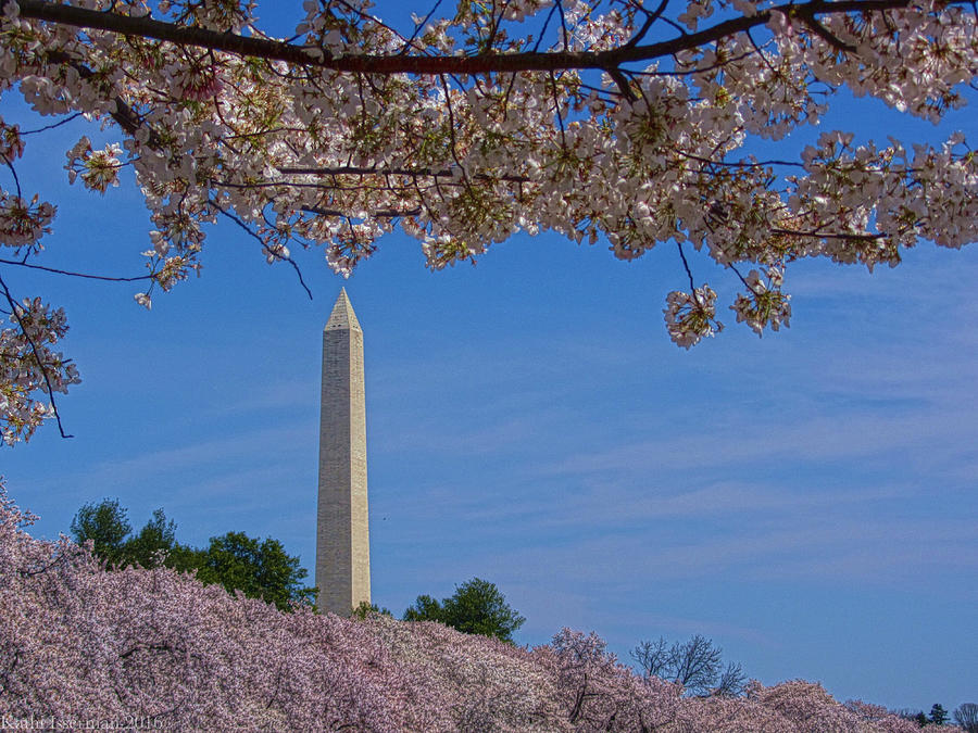 A Capital Cherry Blossom I Photograph by Kathi Isserman