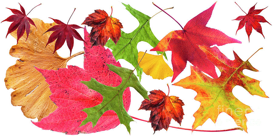 Fall Photograph - A collage of leaves in full fall colour. by Lionel Everett