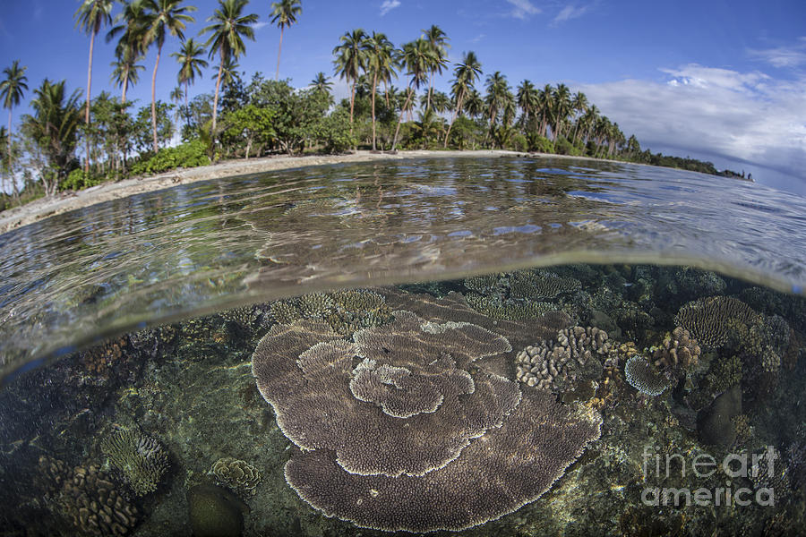 A Coral Reef Grows Near The Shore Photograph