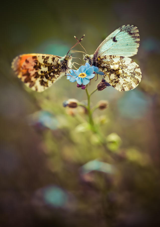 Butterfly Photograph - A couple #1 by Jaroslaw Blaminsky