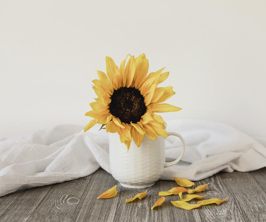 Sunflower Photograph - Sunshine in a Cup by Kim Hojnacki