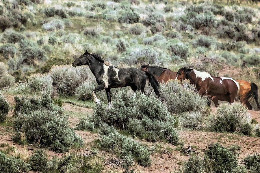 A Day in the Lives of South Steens Wild Horses, No. 6 Photograph by Belinda Greb