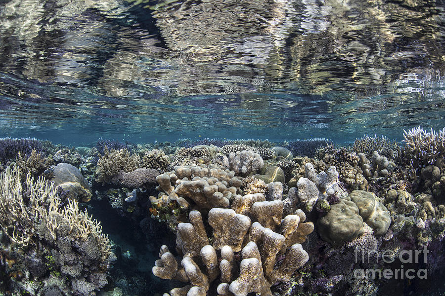 A Diverse Coral Reef Grows In Shallow Photograph