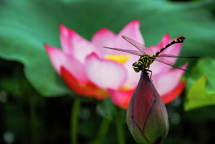 A dragonfly on lotus flower #1 Photograph by Carl Ning