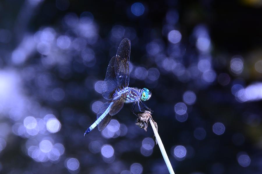 A Dragonfly Photograph by Raymond Salani III