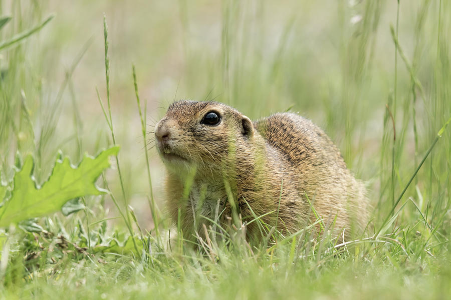 A European ground squirrel sitting in a meadow in spring Photograph by ...