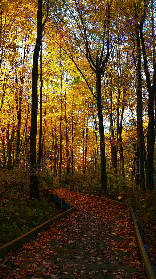 A Fall Walk #1 Photograph by Brook Burling
