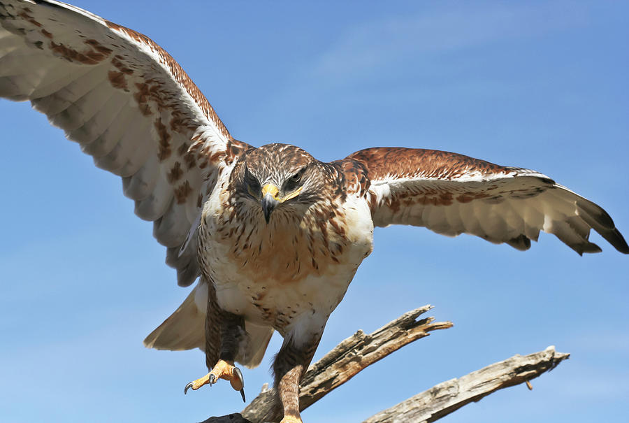 A Ferruginous Hawk on an Old Snag Photograph by Derrick Neill - Fine ...