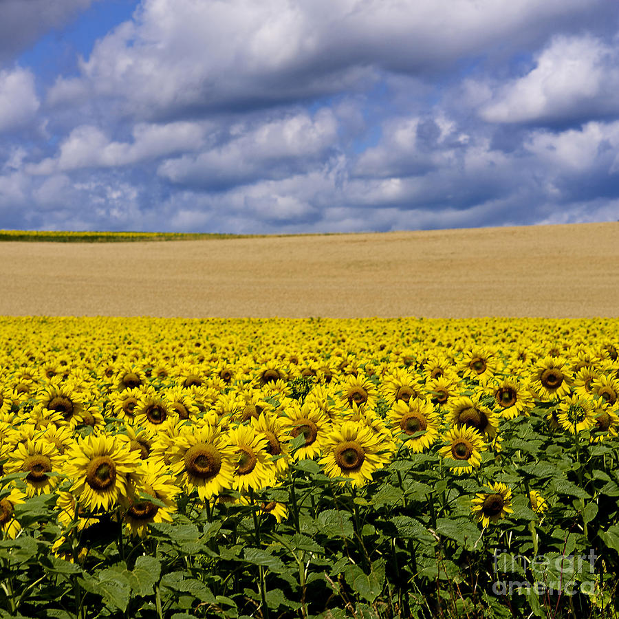 Sunflower Photograph - A field of Sunflowers . Auvergne. France #1 by Bernard Jaubert