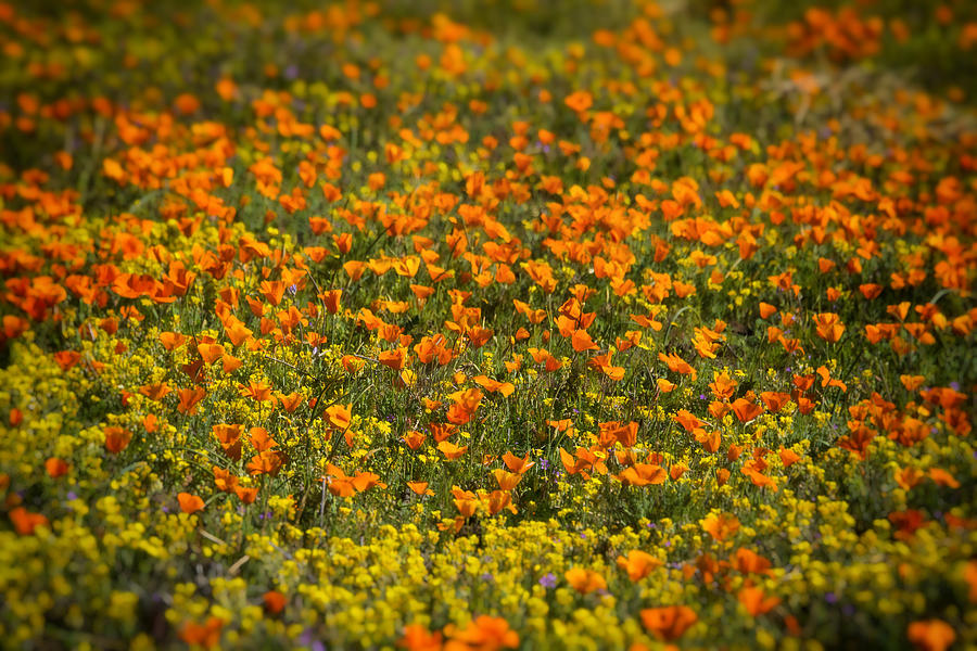 A Field of Wildflowers  #2 Photograph by Saija Lehtonen