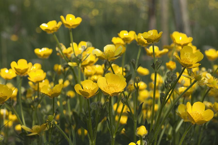 yellow buttercup flower