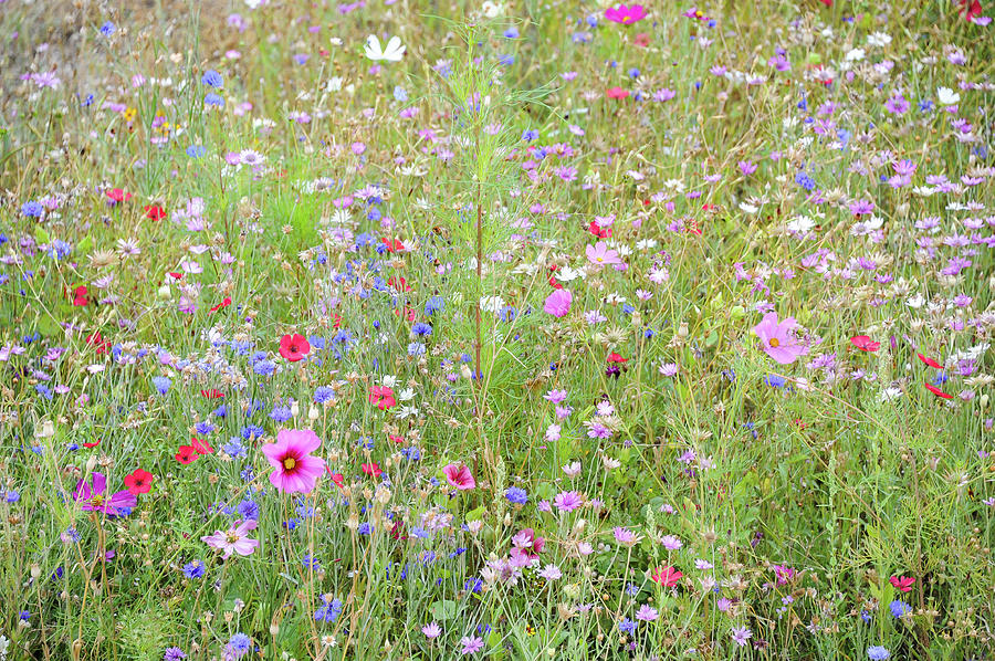 Colourful Meadow Flowers