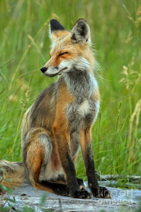 A Foxy Pose #1 Photograph by Adam Jewell