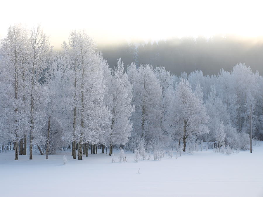 A Frosty Morning #1 Photograph by DeeLon Merritt